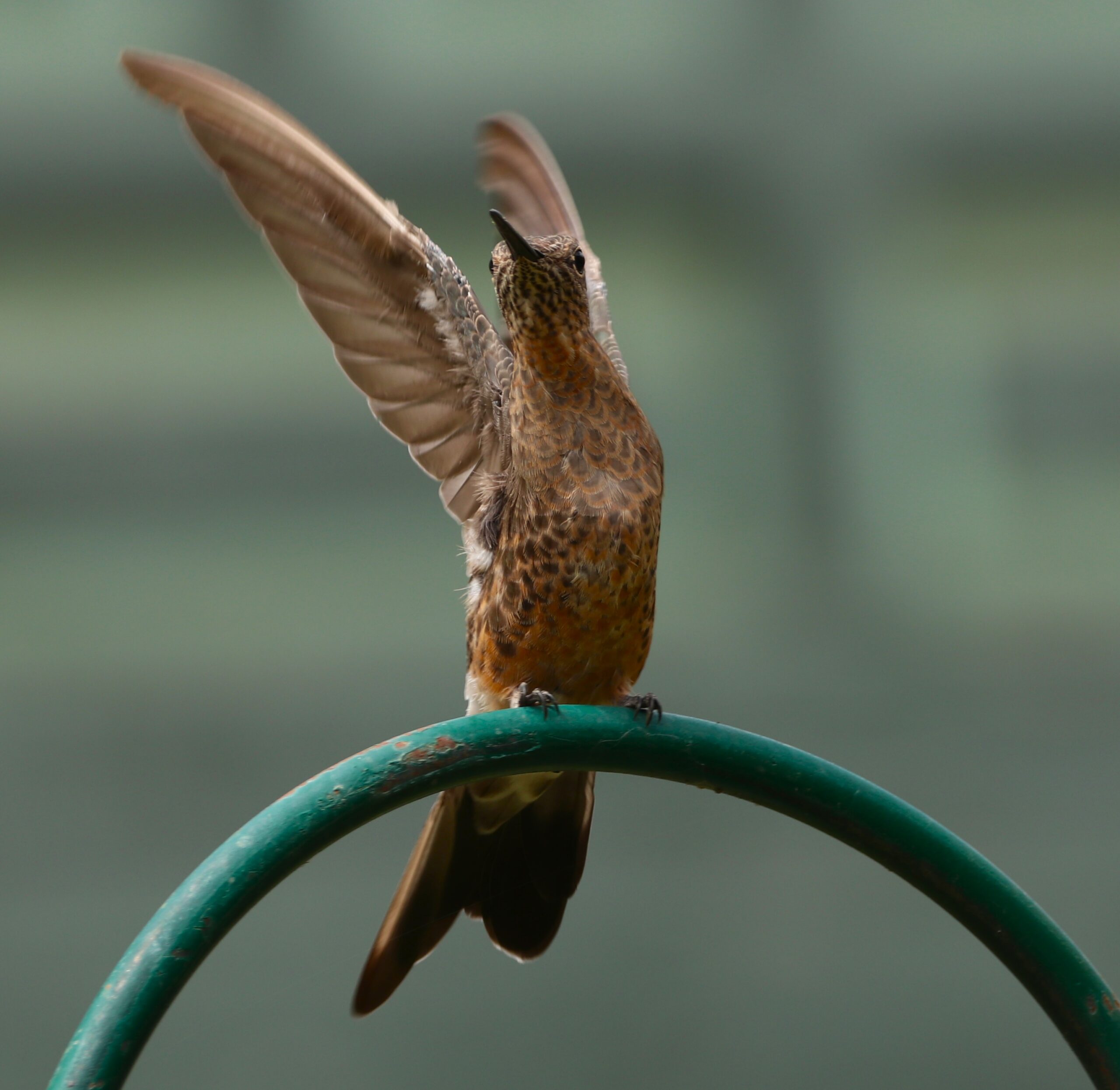 Q’inty Nature Ecolodge